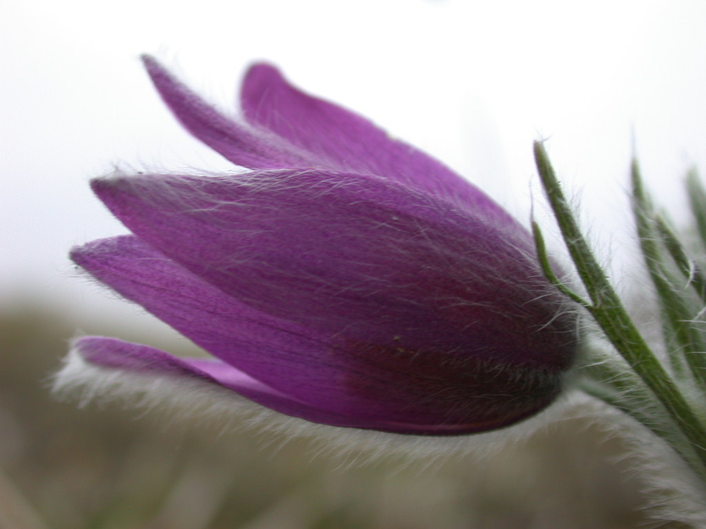 Pulsatilla vulgaris / Pulsatilla comune